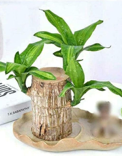 Green Lucky Brazil Wood Plant ( Pack Of 1 )