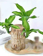 Green Lucky Brazil Wood Plant ( Pack Of 1 )