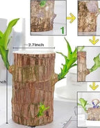 Green Lucky Brazil Wood Plant ( Pack Of 1 )