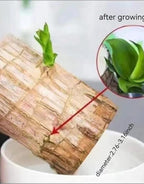 Green Lucky Brazil Wood Plant ( Pack Of 1 )