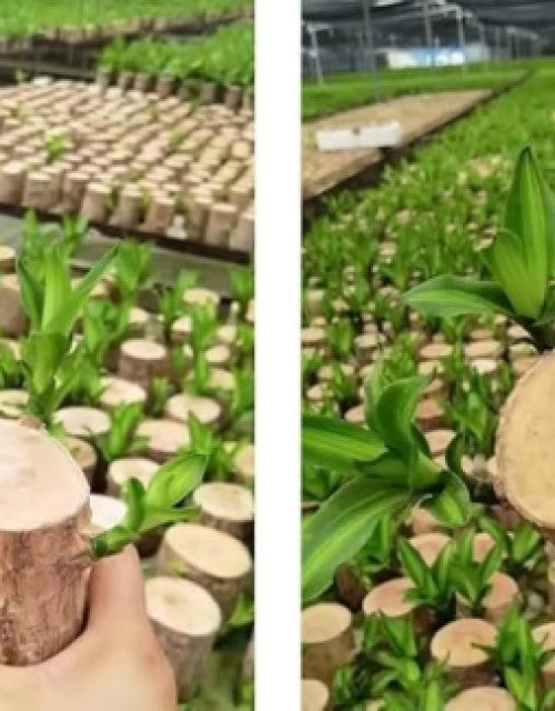 Green Lucky Brazil Wood Plant ( Pack Of 1 )